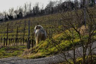 Tenuta Valdomini - Attimis - 4