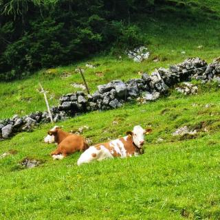 Salzkammergut Hütte - Russbach - 2