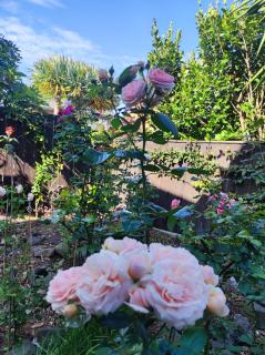 Rose house - Auckland - 5