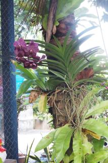 Villa Omloft - Changwat Phuket - 8