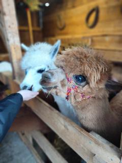 Pokoje Gościnne Jurgowianka - 4