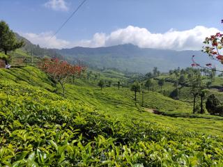 Munnar Village Homes - Munnar - 2