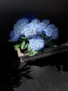 Les coques bleues - Granville - 3