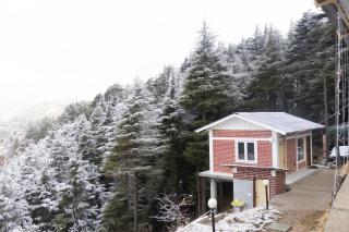The Deodar Stays - Kanatal - 8