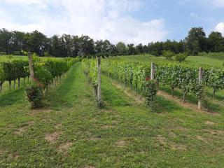 Wein & Wohnen MATZL - Ferienwohnung - Fürstenfeld - 6