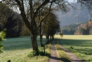 Tischlerhof - 2