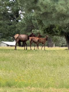 Gonzales Cozy Little Bear Cabin - 5