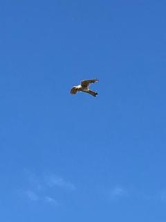 Country View place - 7