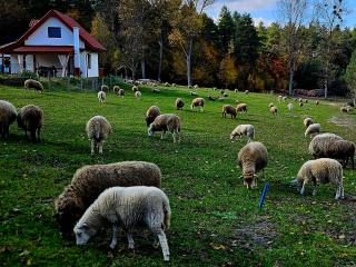 Agroturystyka Stara Huta - Domek Boho - Narol - 5