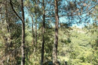 Spacious Pine Forest Villa for MAX 15 - 3