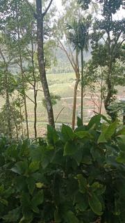 Misty Paradise - Vagamon - 5
