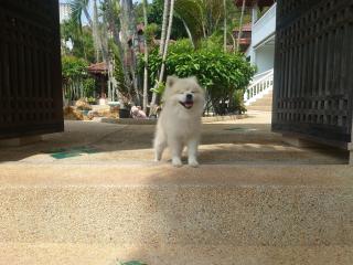 Samui Little Garden Resort - 5