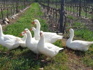 Lemberg Wine Estate - 6