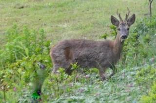 Privé huisje op unieke groene plek - Den Dolder - 8