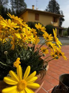 Agriturismo LA CERBANA - Palaia - 0
