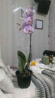 Espaço Massoterapeuta e Cantinho da Manicure anicure - São José dos Campos - 1