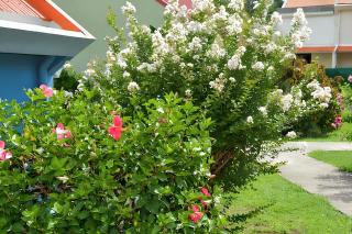 Maison cosy Les Anses d'Arlet + Jardin - Les Anses-d'Arlets - 0