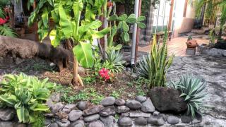 Appartement charmant à Basse-Terre - 25 m² avec jardin - Basse-Terre - 3