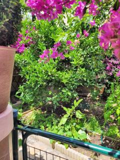 Appartement cosy La Seyne-sur-Mer 55m² avec jardin - La Seyne-sur-Mer - 7