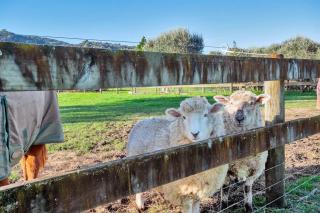 Nirvana Farm, Clevedon - Clevedon - 8
