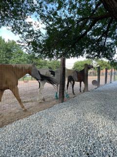 Chasing Sunsets and Serenity - Corrales - 4