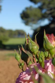 La Bellonette - Marseillan - 2