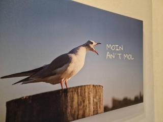 Ant-Mol - Norddeich - 5