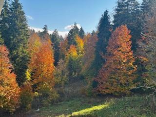 Forest view under Kokhta - Bakuriani - 6