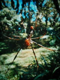 Charó Espacio Vivo - 0