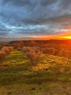 Eri tra gli Ulivi - Gropina - 4