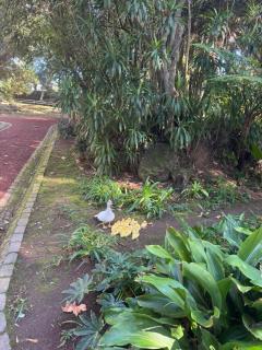 Garden Apartment, great for couple - Ponta Delgada - Ponta Delgada - 7