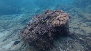 Hikkadivers Guest House - Hikkaduwa - 3