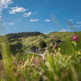 BuchackerAlm -1,5h panoramic walk - Angerberg - 7