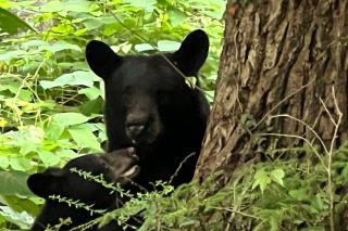 Treetop Hideaway - Summer Escape with HOT TUB - Gatlinburg - 9
