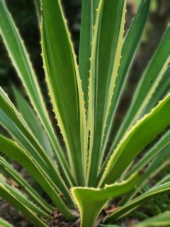 The Dream Garden Bungalow - 5