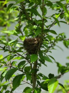 The Dream Garden Bungalow - 6