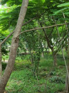 The Dream Garden Bungalow - 1