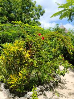 The Dream Garden Bungalow - 4