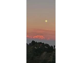 The Royals Apricot Garden, Chamba - Dhanaulti - 6