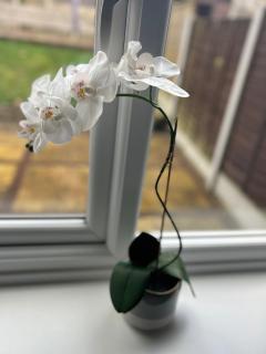 Captivating 1-Bed Apartment in Hednesford - Cannock - 5