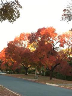 Griffith Gallery Granny Flat - 3