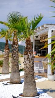 Cocoon Hotel-Beach bar - Sarti - 7