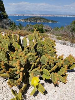 Secluded holiday house Kali - Ugljan - 23713 - 2