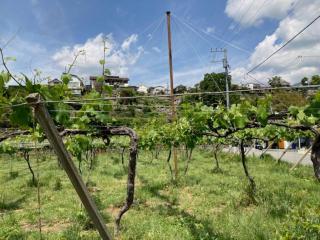 Wine Inn Tomu - Vacation STAY 08036v - - 1
