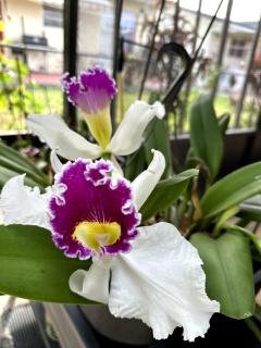 Bed in 6-Bed Dormitory Room - 6