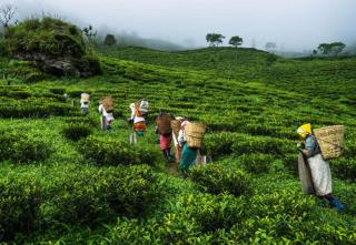 MOUNTAIN INN LP Homestay - Kalimpong - 5