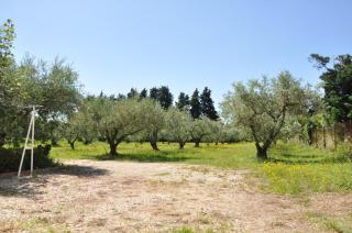 Gîte Du Mas Des Oliviers - Mézoargues - 8