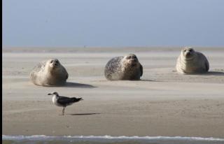 Gite Baie de Somme - Cayeux-sur-Mer - 2
