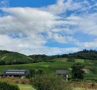 FeWo's Weinbergblick Wintrich by Brauneberger Hof - Wintrich - 9