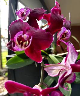 Tropical Oasis Shared Male B5 - Miami - 1